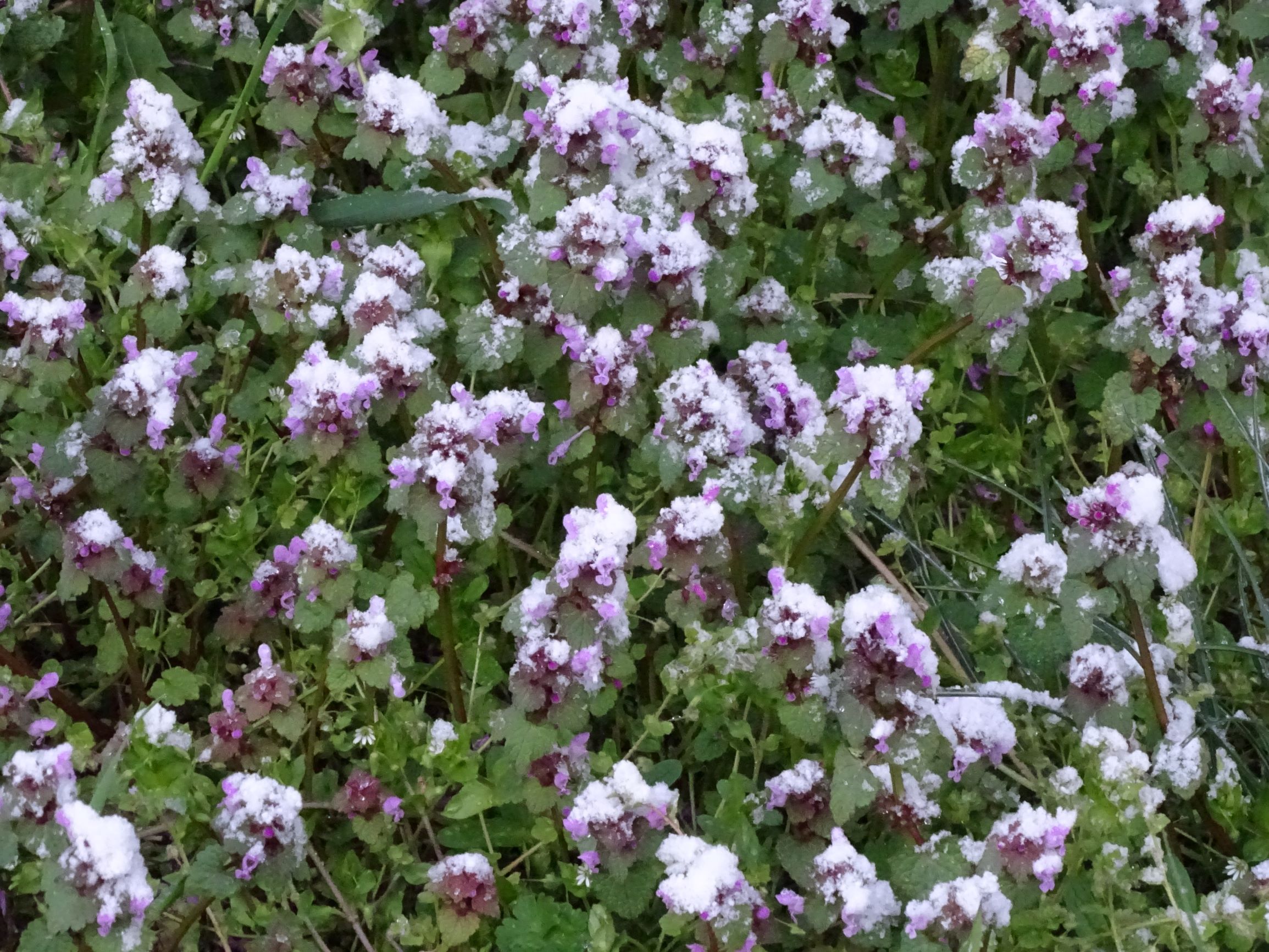 DSC03236 prellenkirchen, 2021-04-07, lamium purpureum.JPG