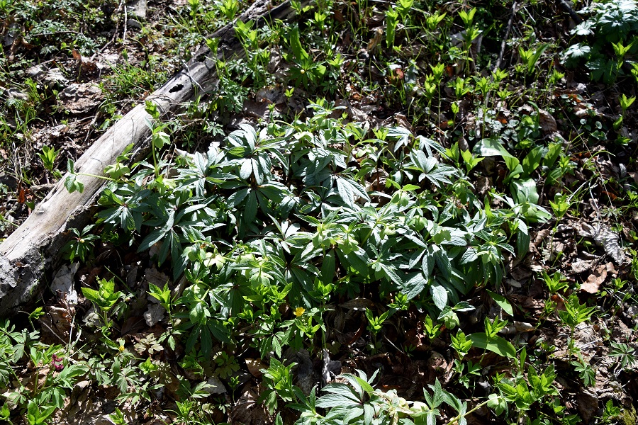 Kaltenleutgeben - 05042021 - (158) - Gaisberg - Helleborus viridis - Grün Nieswurz.JPG