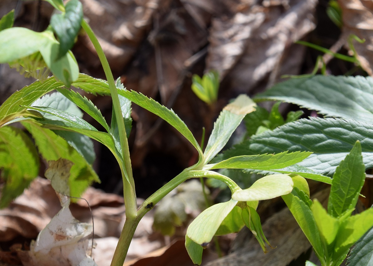 Kaltenleutgeben - 05042021 - (169) - Gaisberg - Helleborus viridis - Grün Nieswurz.JPG