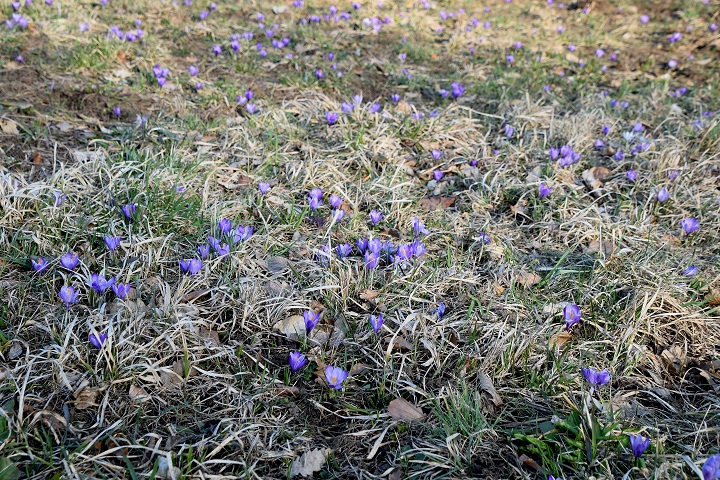 Kaltenleutgeben - 26032021 - (96) -  - Crocus purpureus - Neapel-Krokus.JPG