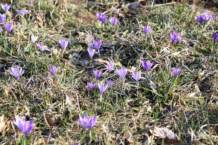 Kaltenleutgeben - 26032021 - (82) -  - Crocus purpureus - Neapel-Krokus.JPG