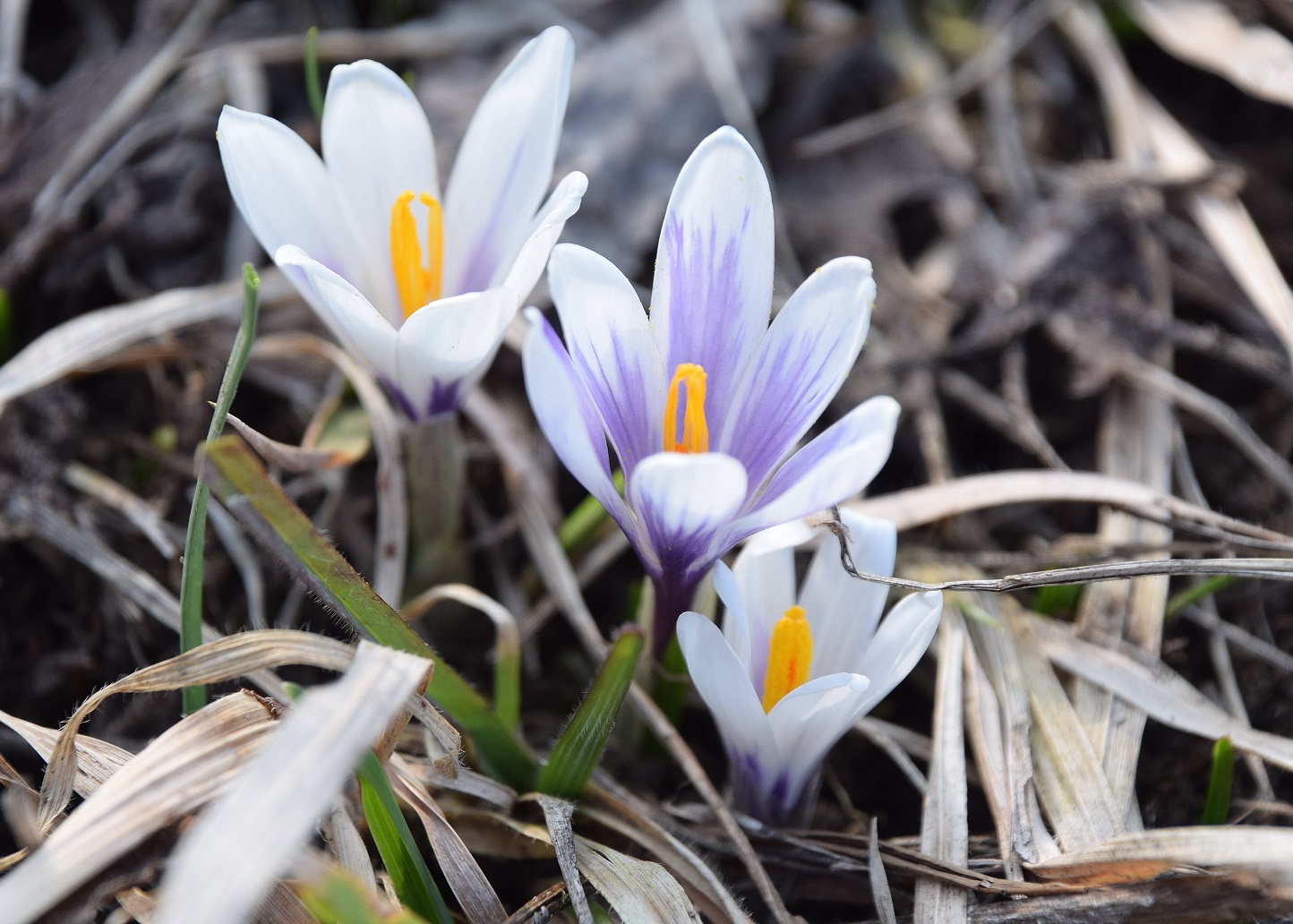 Kaltenleutgeben - 26032021 - (87) -  - Crocus albiflorus - Alpen-Krokus.JPG