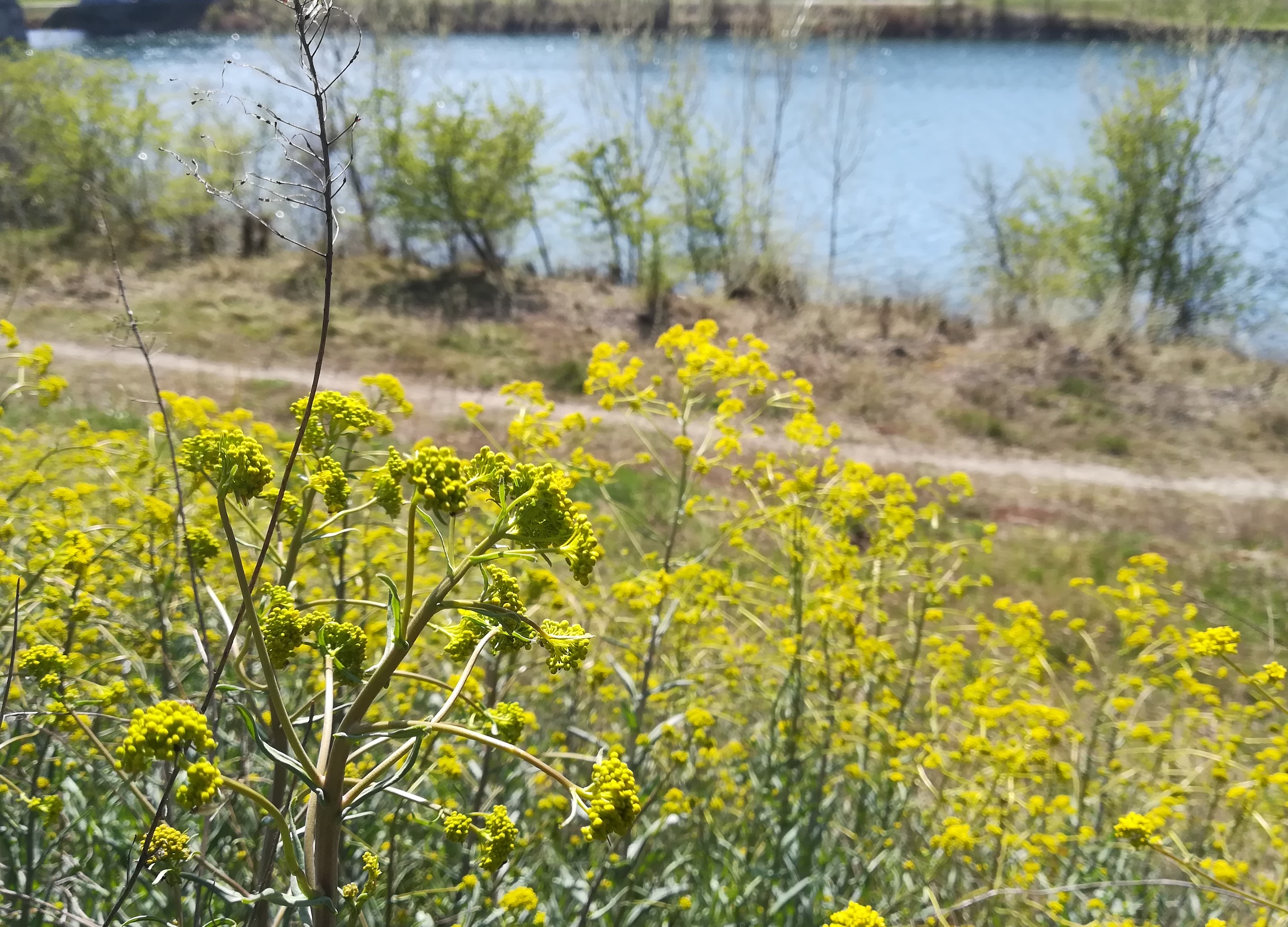 isatis tinctoria donaustadtbrücke_20210409_140828.jpg