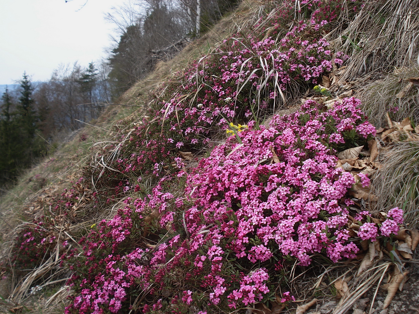 Daphne cneorum.K-Kasparstein.10.Apr.21.JPG