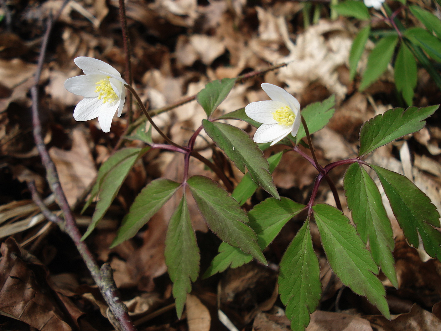 Anemone nemorosa x trifolia.K-Kasparstein.10.Apr.21.JPG