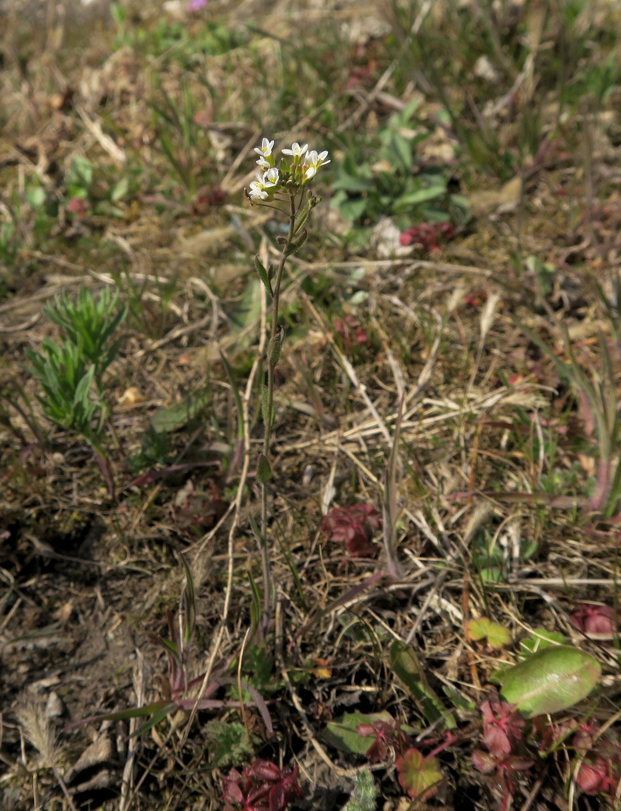 1 Brassicacea unbestimmt, Breitenlee Alter Frachtenbhf. Grünstreifen neben Gleisen 10.04.2021 C5X (9).JPG