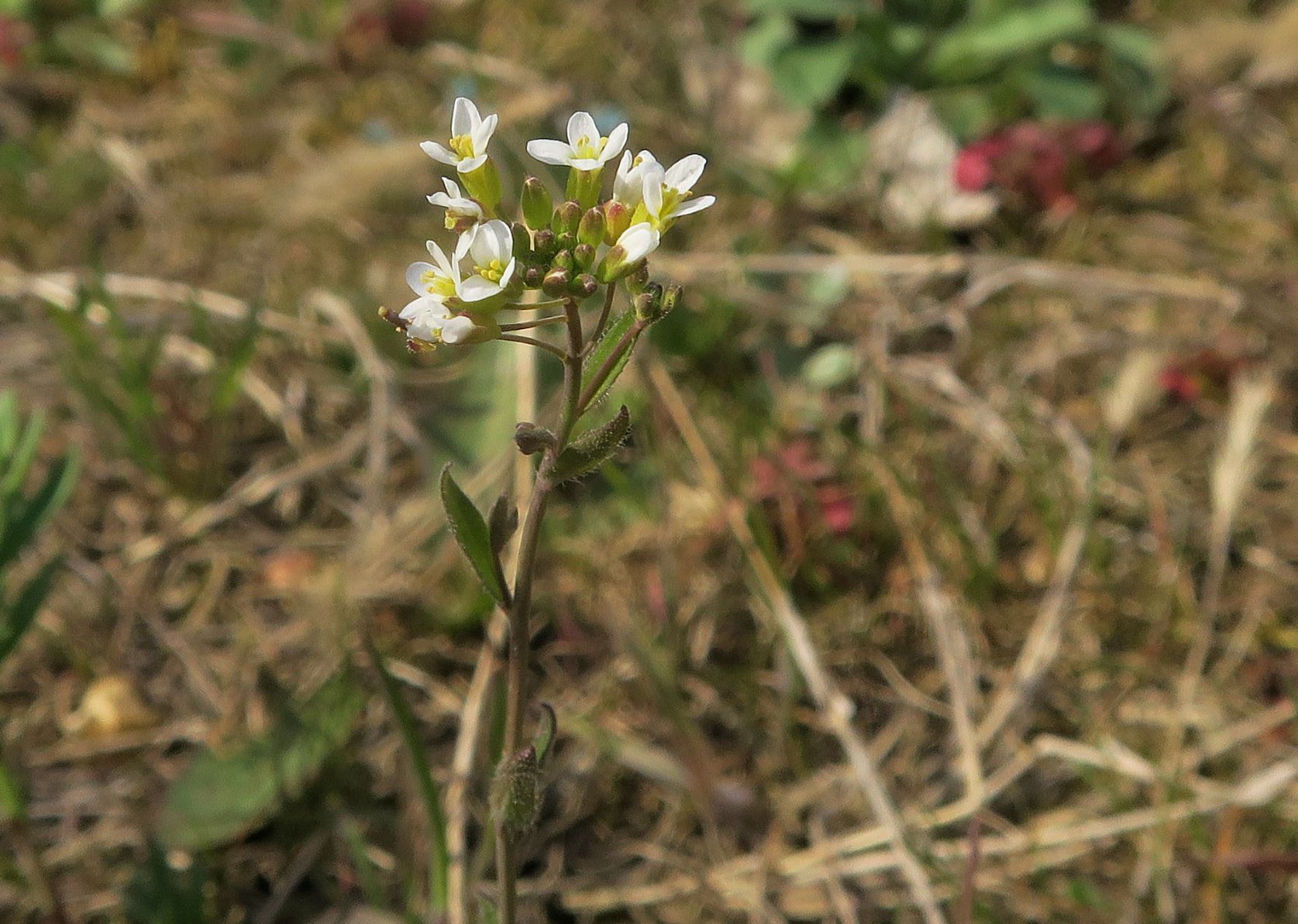 1 Brassicacea unbestimmt, Breitenlee Alter Frachtenbhf. Grünstreifen neben Gleisen 10.04.2021 C5X (8).JPG