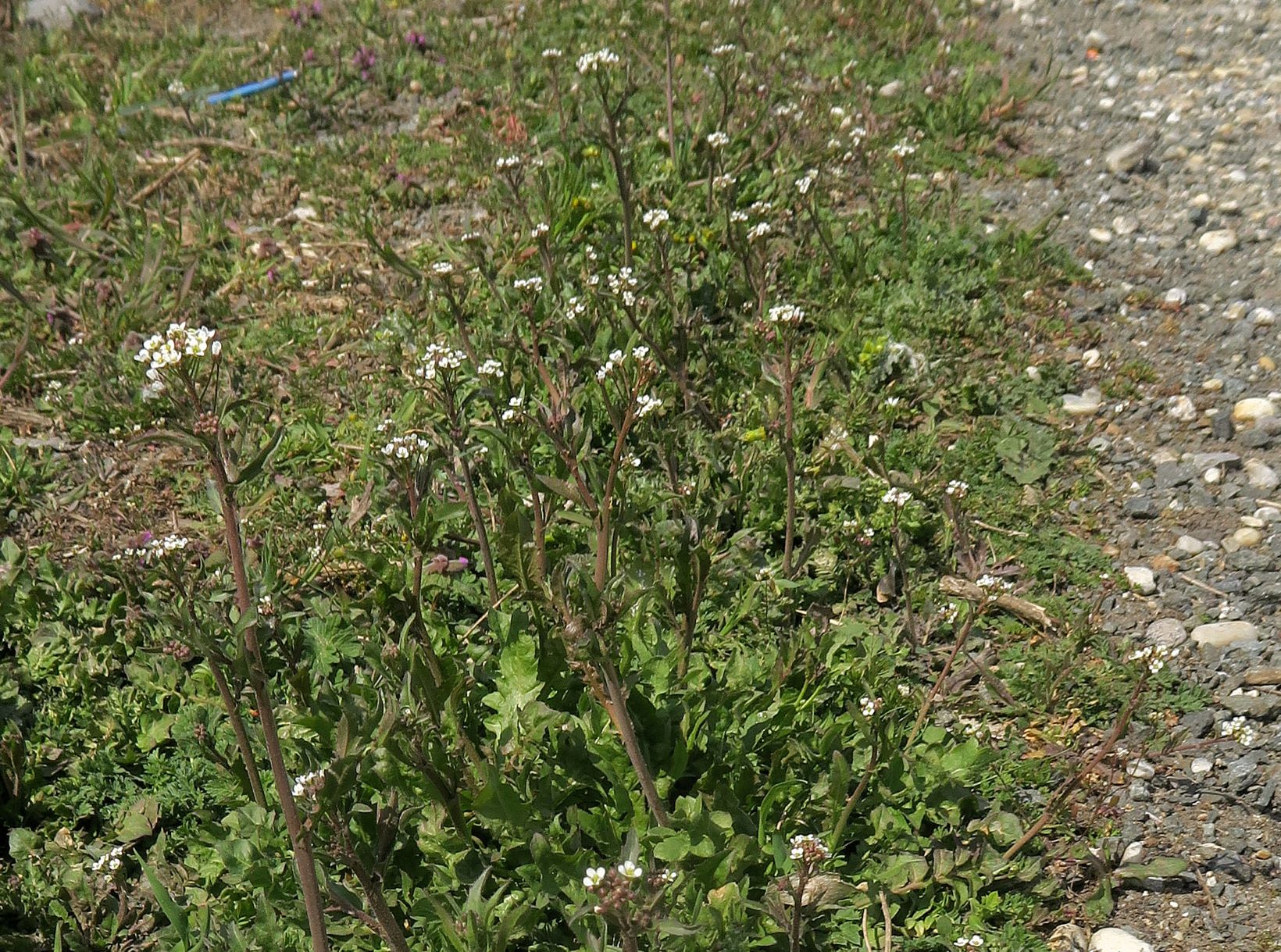 2 Brassicacea unbestimmt, Breitenlee Alter  Frachtenbhf. Grünstreifen neben Gleis  10.04.2021 C5X (15).JPG