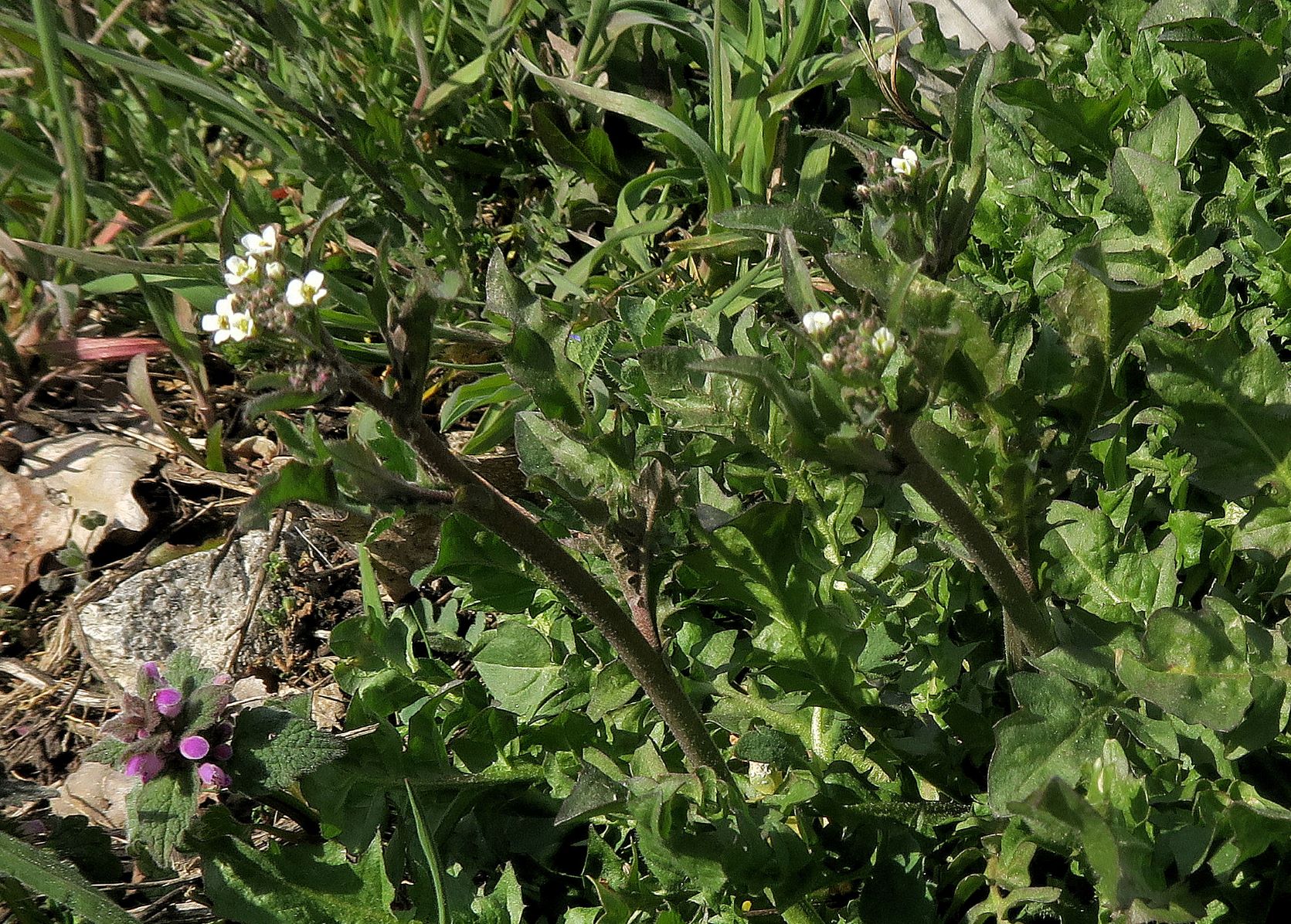 2 Brassicacea unbestimmt, Breitenlee Alter  Frachtenbhf. Grünstreifen neben Gleis  10.04.2021 C5X (16).JPG