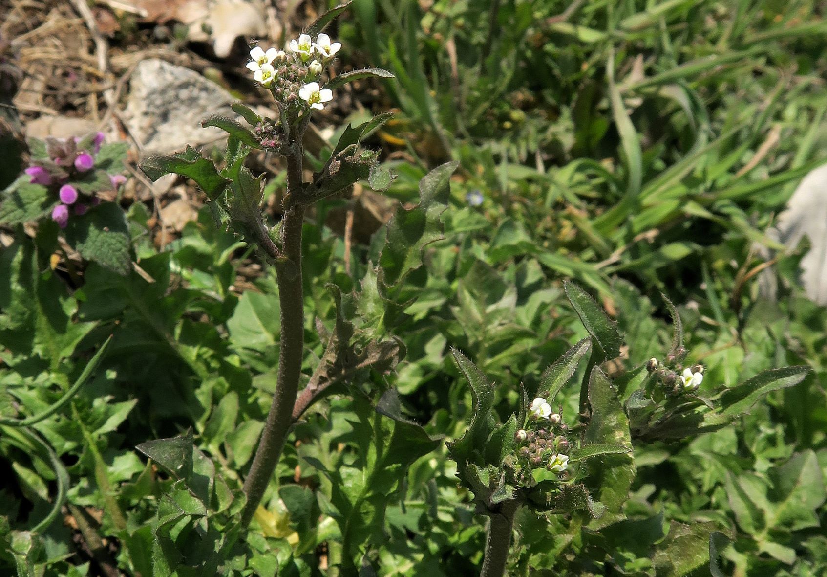 2 Brassicacea unbestimmt, Breitenlee Alter  Frachtenbhf. Grünstreifen neben Gleis  10.04.2021 C5X (17).JPG
