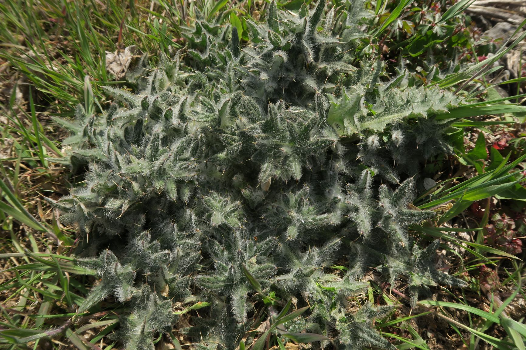 4 Asteracea (Carduus)), Breitenlee Alter Frachtenbhf. auf Grasstreifen neben Gleis 10.04.2021 C5X (1).JPG