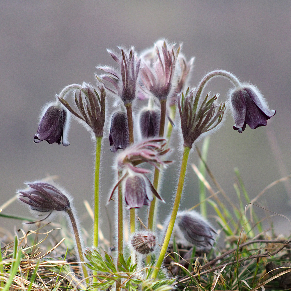 Pulsatilla nigricans_goesting3.jpg