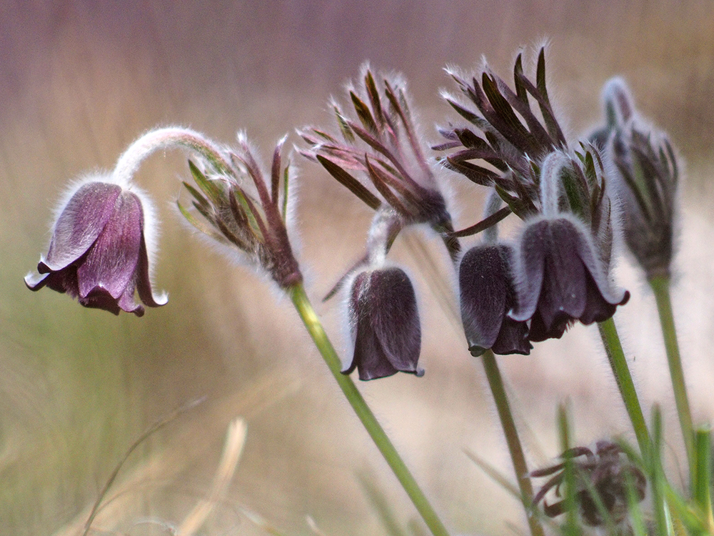 Pulsatilla nigricans_goesting2.jpg