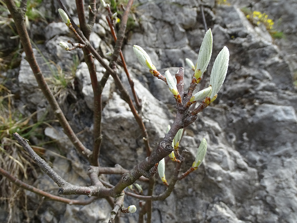 Sorbus aria_goesting.jpg