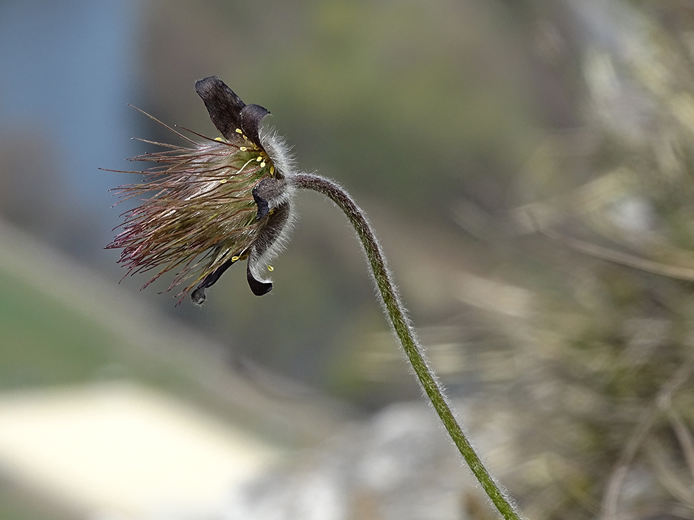 Pulsatilla nigricans_goesting.jpg