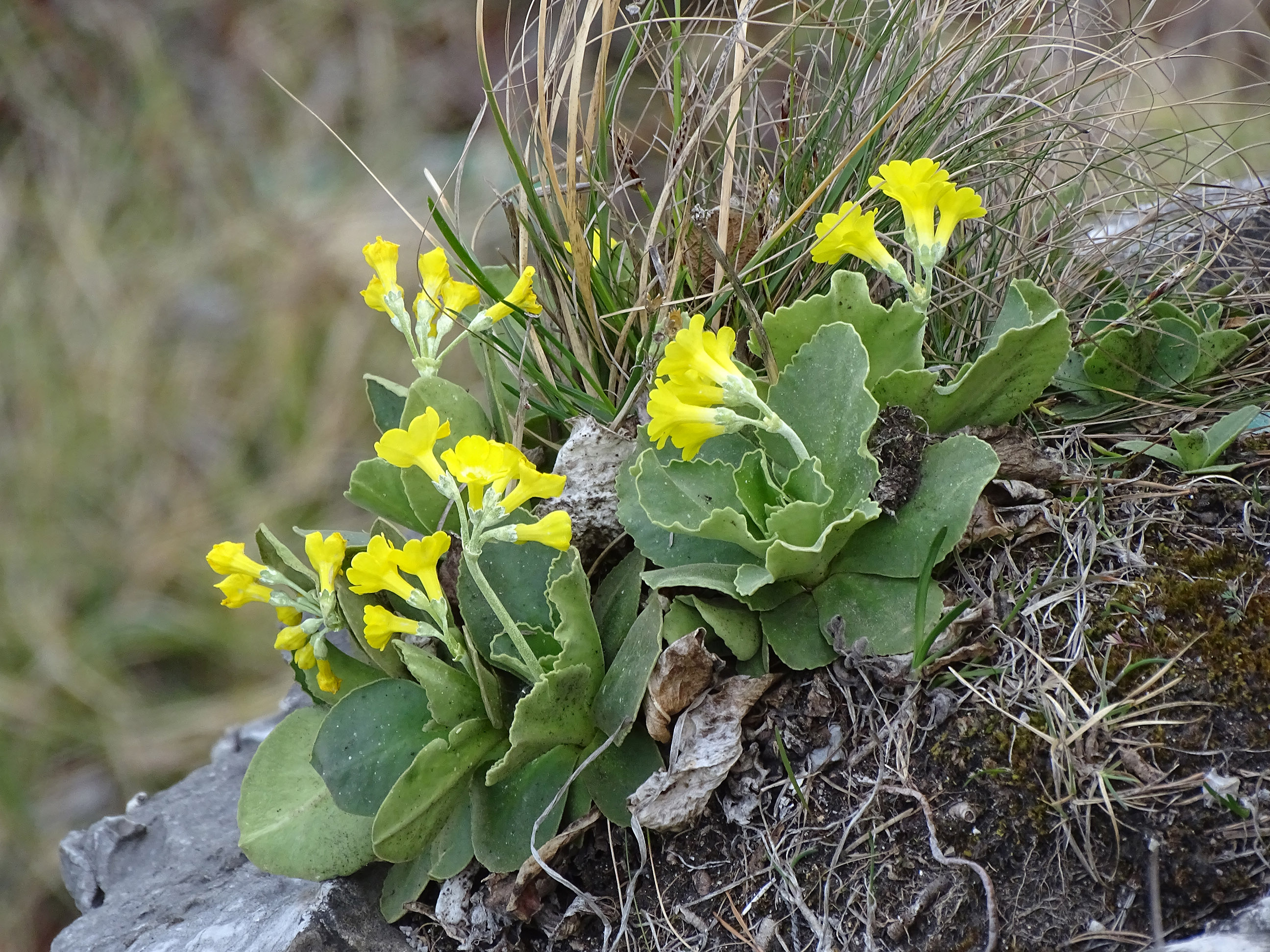 Primula auricula_goesting2.jpg