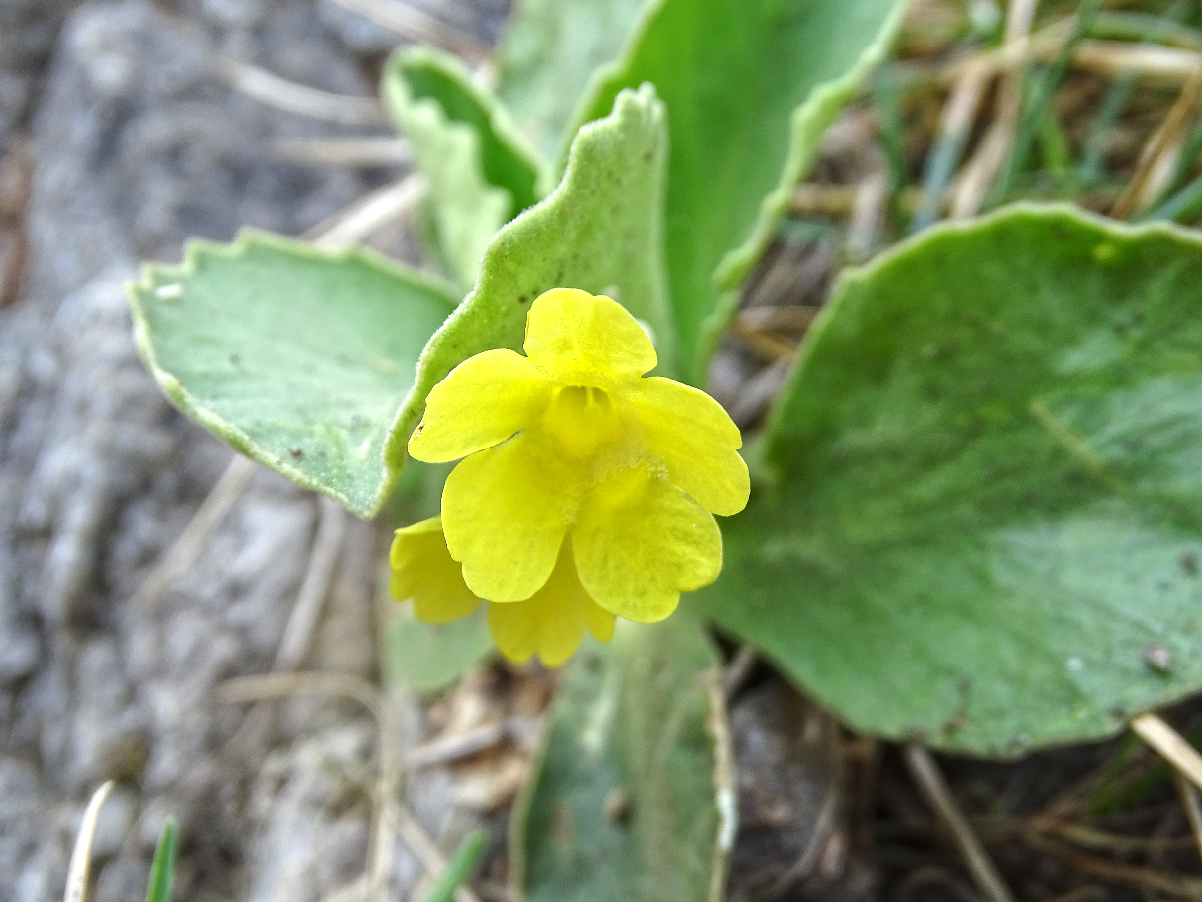 Primula auricula_goesting.jpg