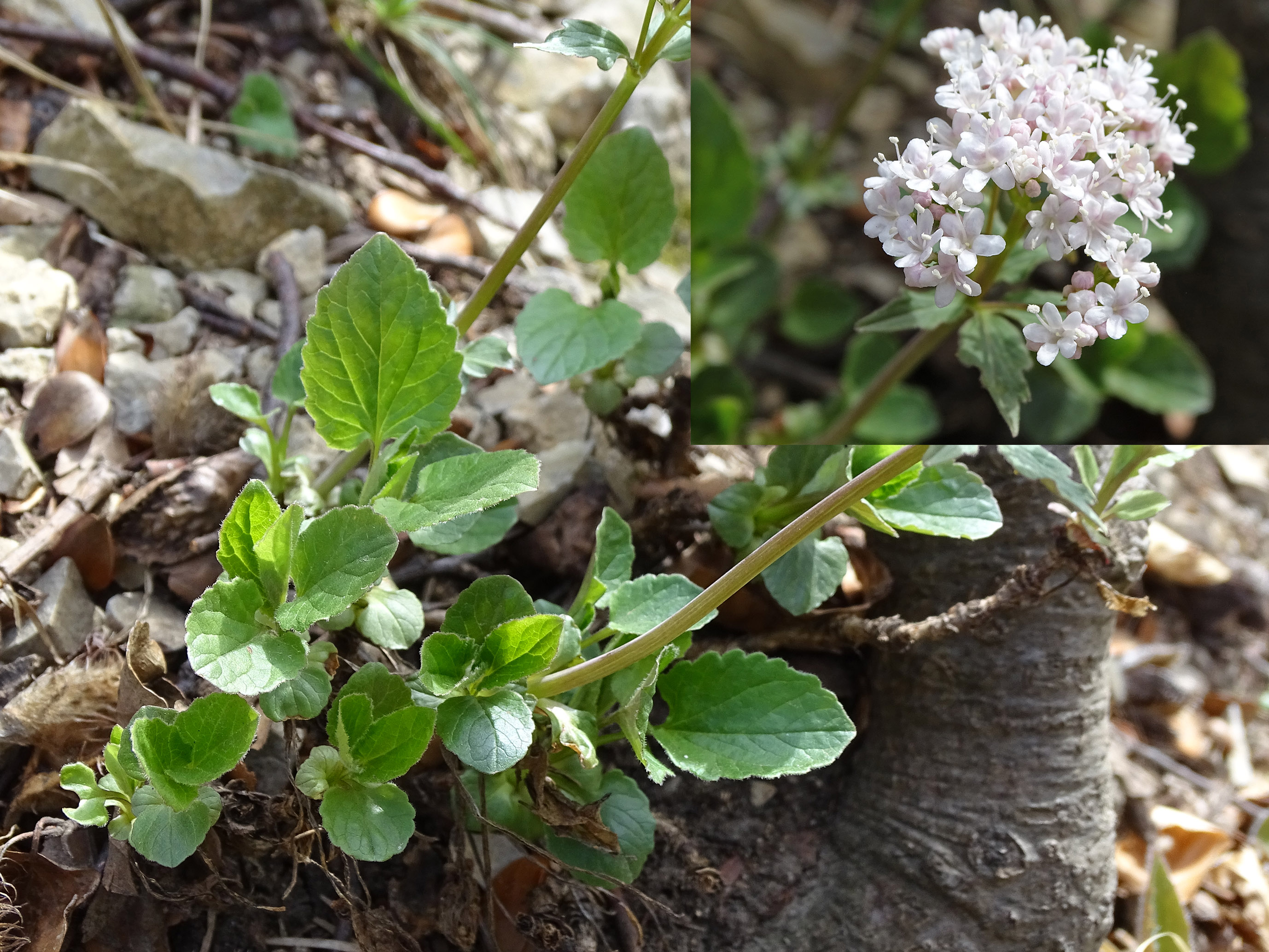 Valeriana tripteris_goesting Kopie.jpg