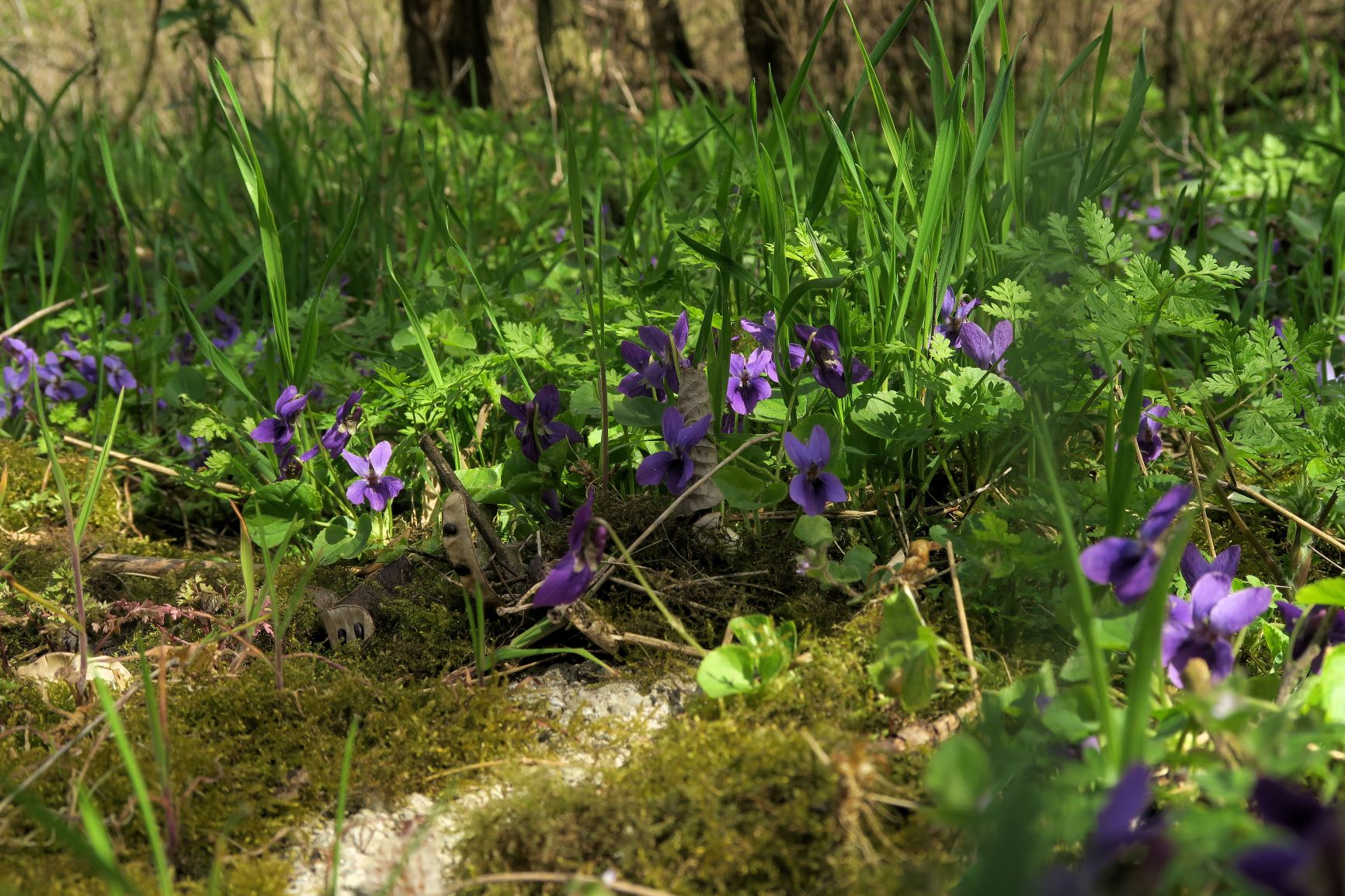 1 Viola odorata Duft (=März)-Veilchen, Breitenlee Alter Frachtenbhf. Wald humoser Unterwuchs 10.04.2021 C5X (24).JPG