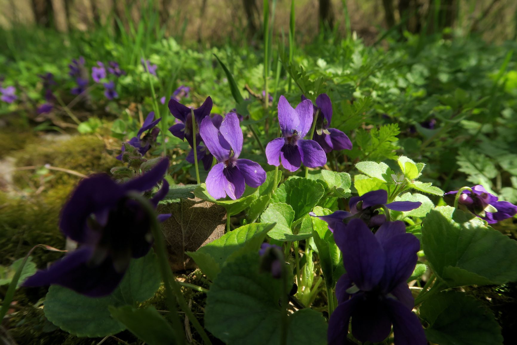 1 Viola odorata Duft (=März)-Veilchen, Breitenlee Alter Frachtenbhf. Wald humoser Unterwuchs 10.04.2021 C5X (23).JPG