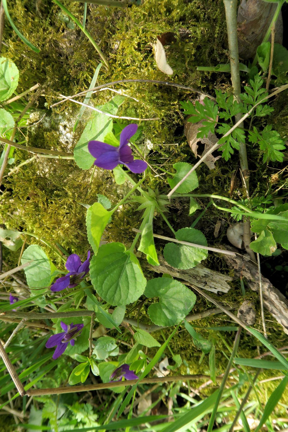 1 Viola odorata Duft (=März)-Veilchen, Breitenlee Alter Frachtenbhf. Wald humoser Unterwuchs 10.04.2021 C5X (26).JPG