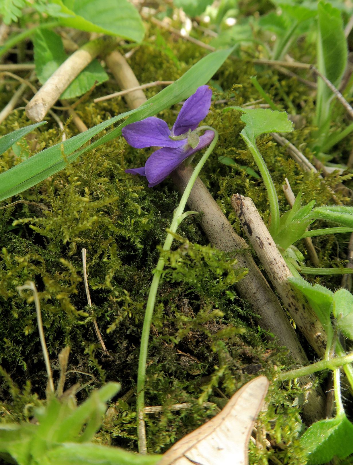 1 Viola odorata Duft (=März)-Veilchen, Breitenlee Alter Frachtenbhf. Wald humoser Unterwuchs 10.04.2021 C5X (25).JPG