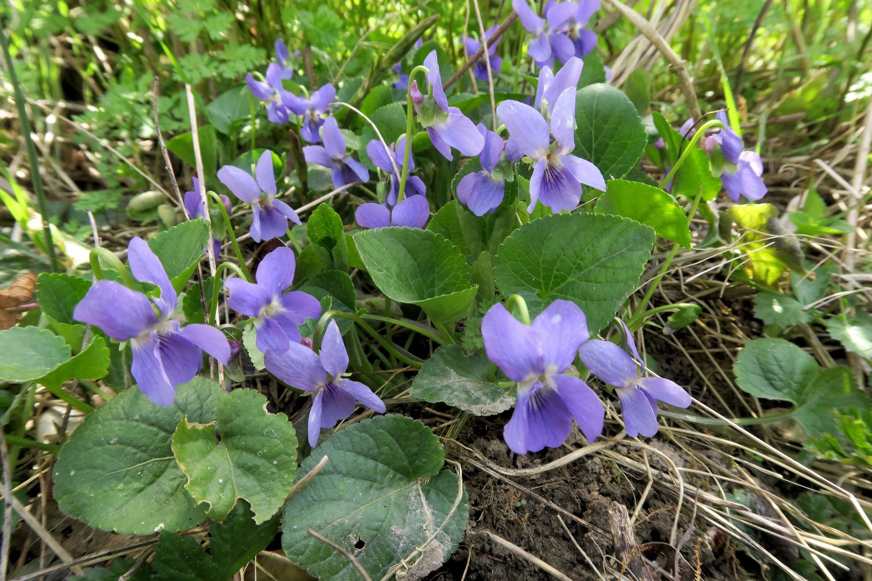 2 Viola ssp. (Rosettenv., NebenLB unt. Stä.-Drittel, Breitenlee Alter Frachtenbhf. Wald 10.04.2021 C5X (36).JPG