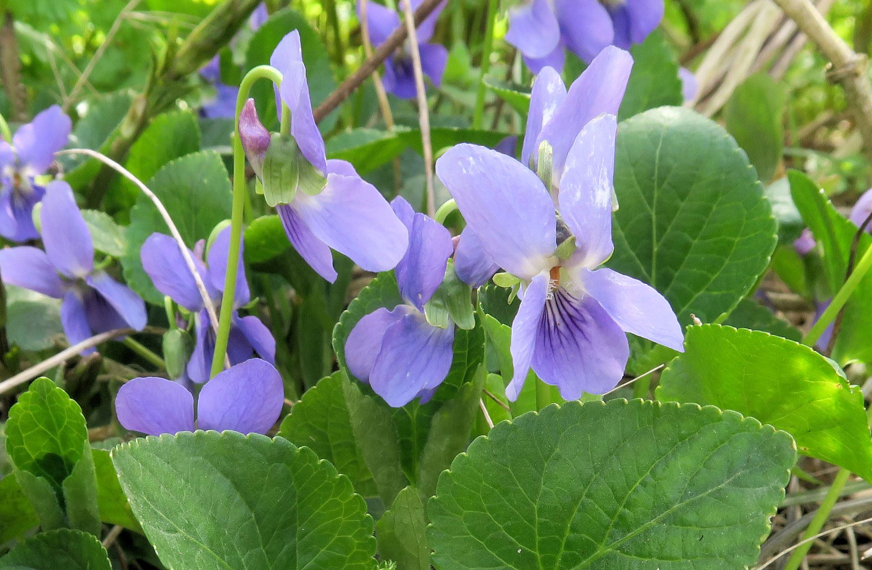 2 Viola ssp. (Rosettenv., NebenLB unt. Stä.-Drittel, Breitenlee Alter Frachtenbhf. Wald 10.04.2021 C5X (37).JPG