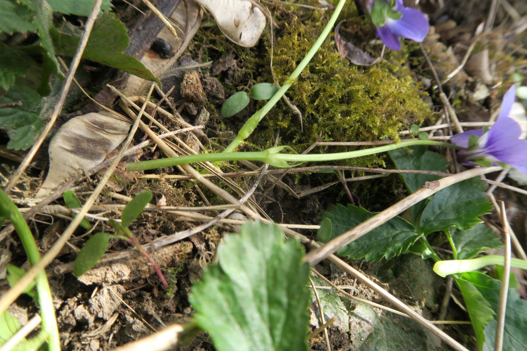 2 Viola ssp. (Rosettenv., NebenLB unt. Stä.-Drittel, Breitenlee Alter Frachtenbhf. Wald 10.04.2021 C5X (38).JPG