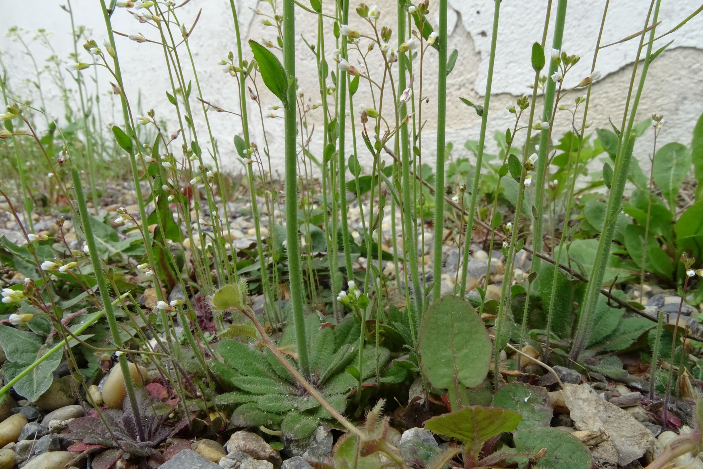 DSC02857 arabidopsis thaliana, 2021-04-06, friedhof hainburg.JPG