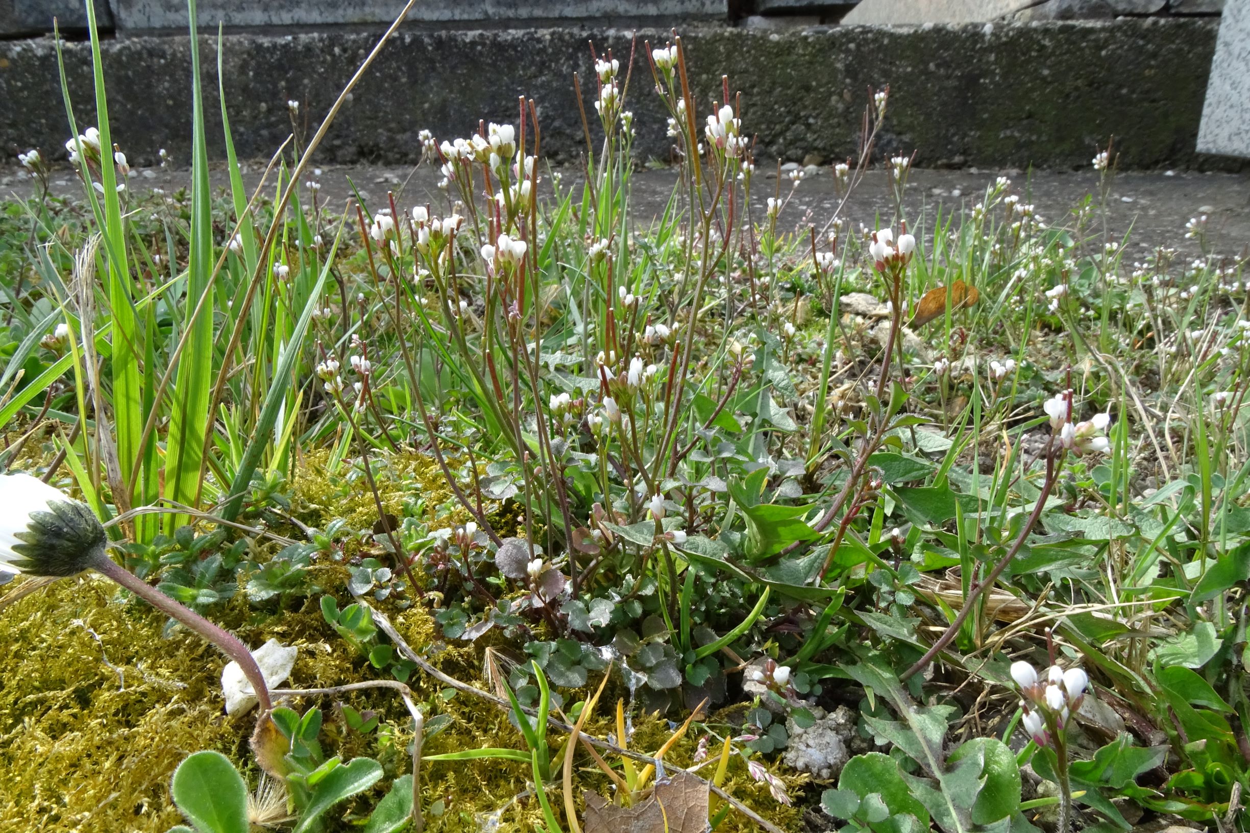 DSC02789 friedhof hainburg, 2021-04-06, cardamine hirsuta.JPG