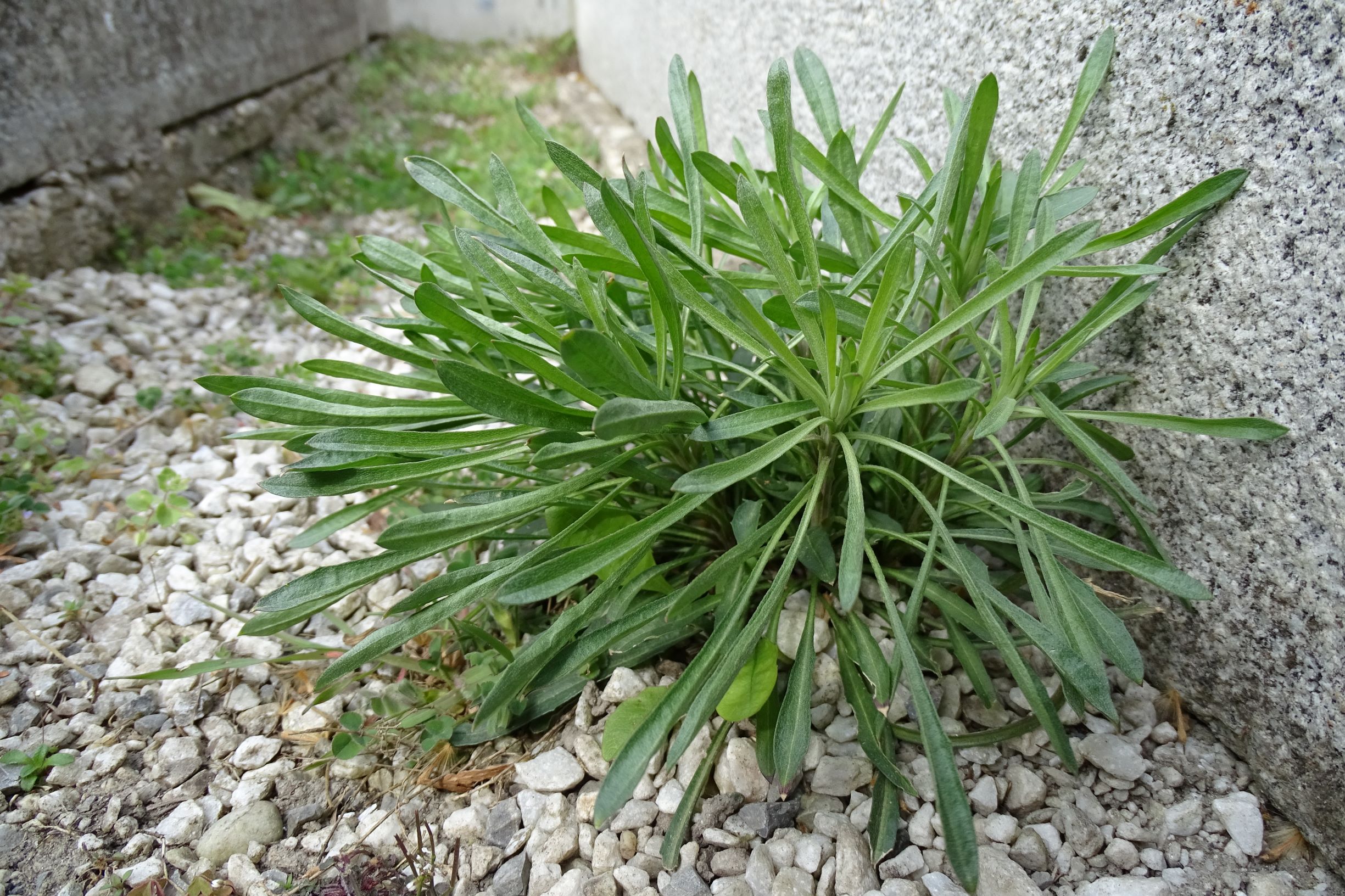 DSC02806 friedhof hainburg, 2021-04-06, rätselpflanze erysimum-ähnlich.JPG