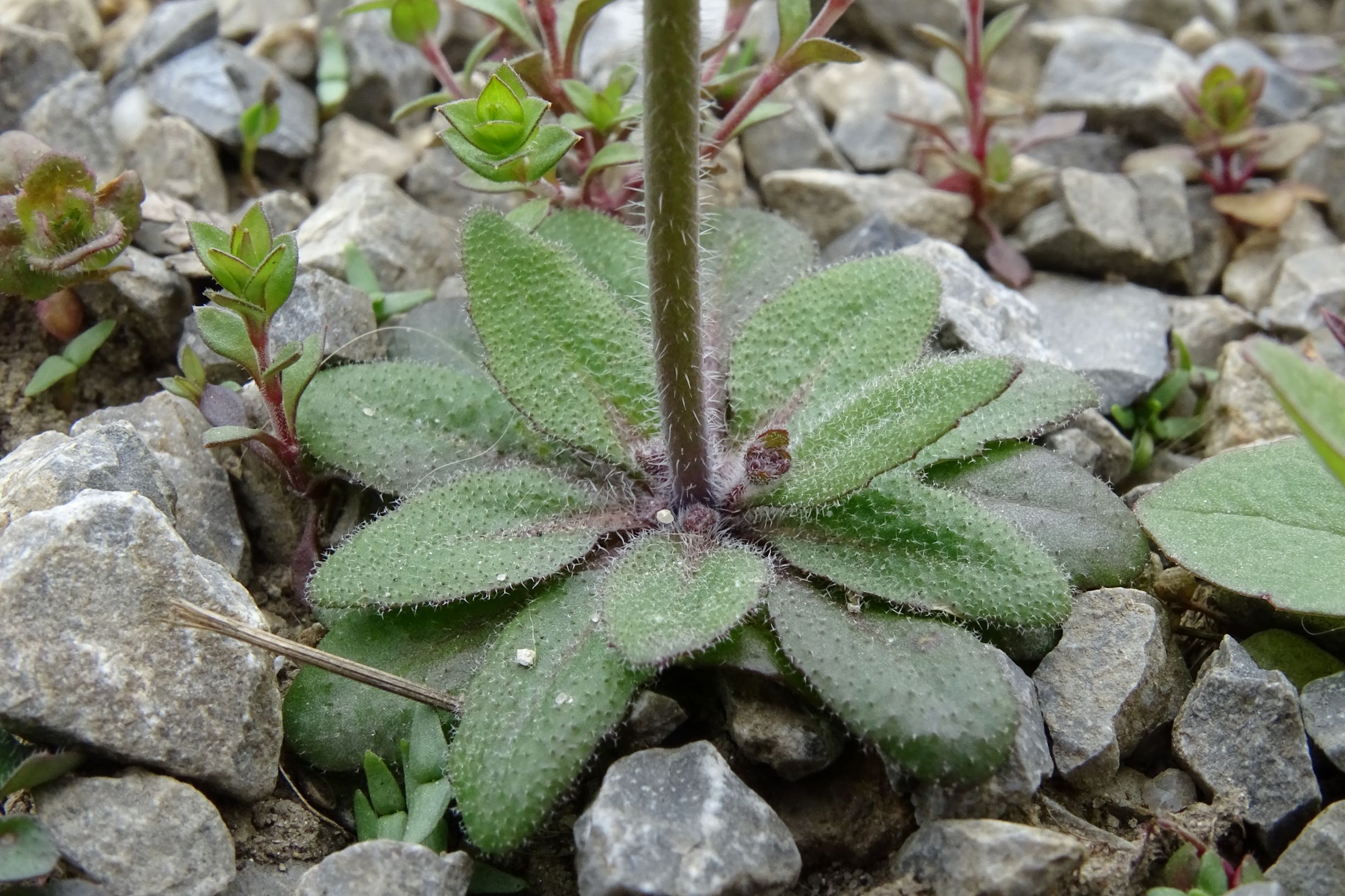 DSC02851 friedhof hainburg, 2021-04-06, arabidopsis thaliana, arenaria serpyllifolia s.str. etc.JPG