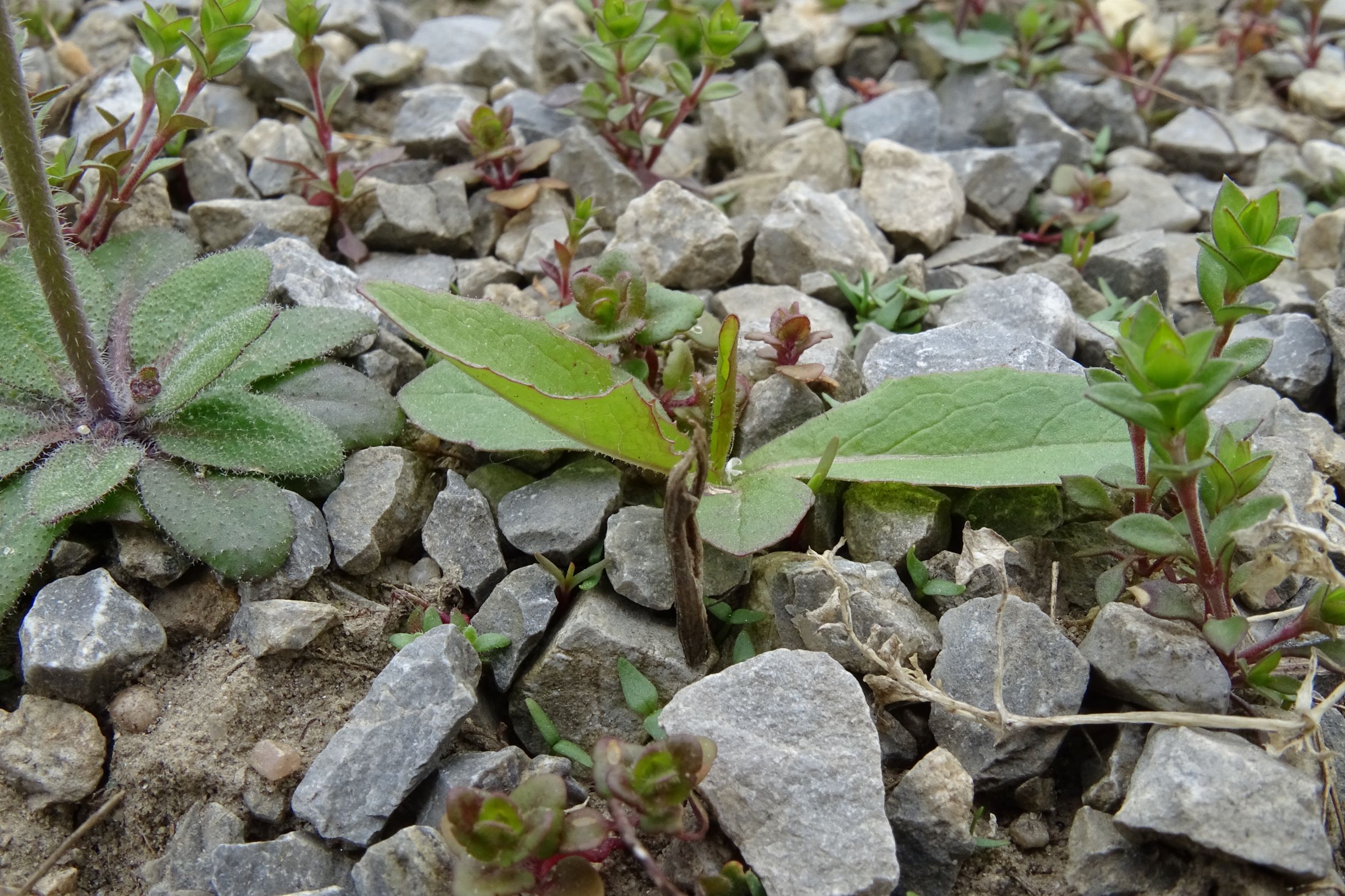 DSC02852 friedhof hainburg, 2021-04-06, lactuca serriola (mitte), arabidopsis thaliana, arenaria serpyllifolia s.str. etc.JPG