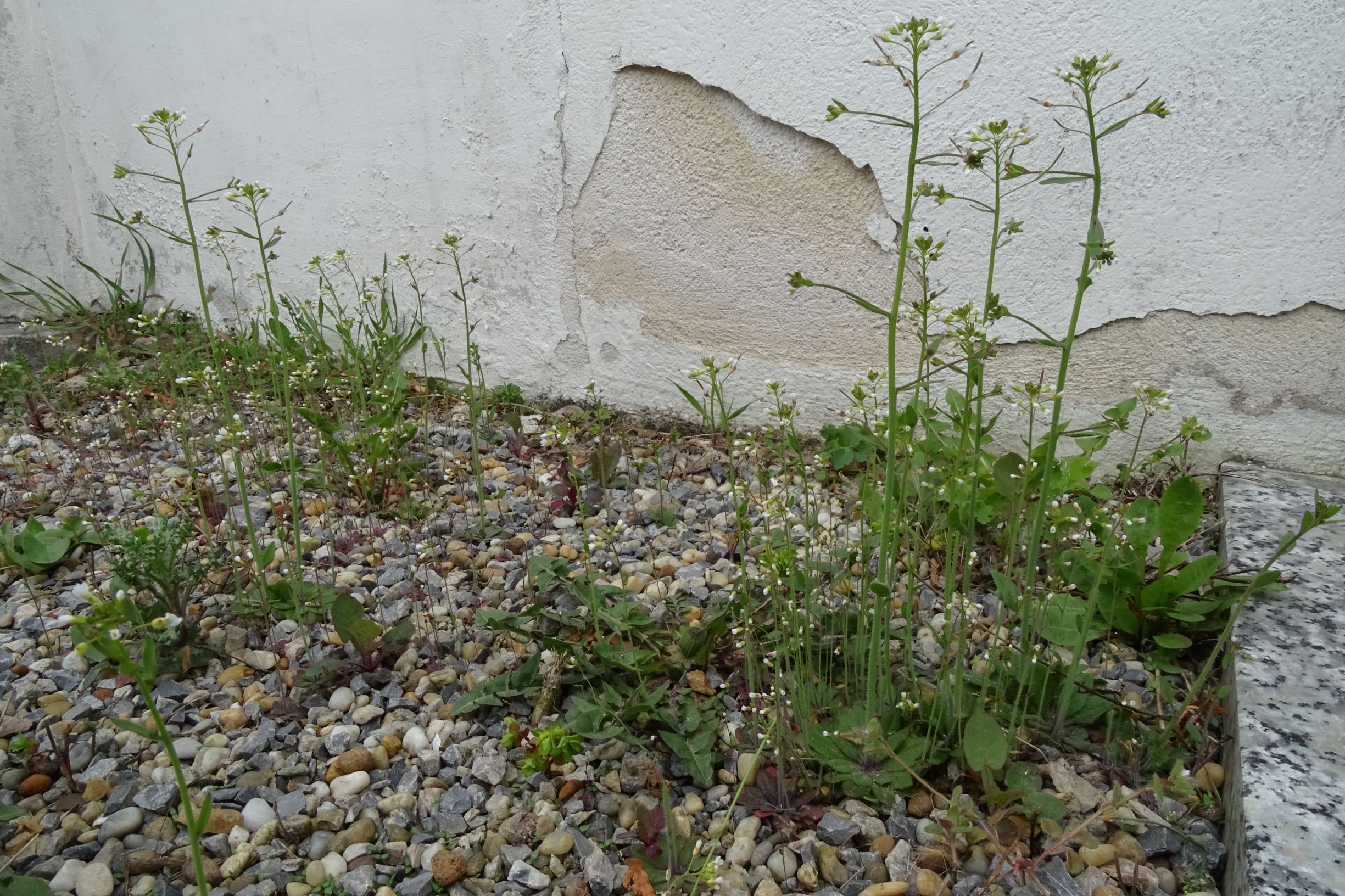 DSC02856 friedhof hainburg, 2021-04-06, arabidopsis thaliana.JPG