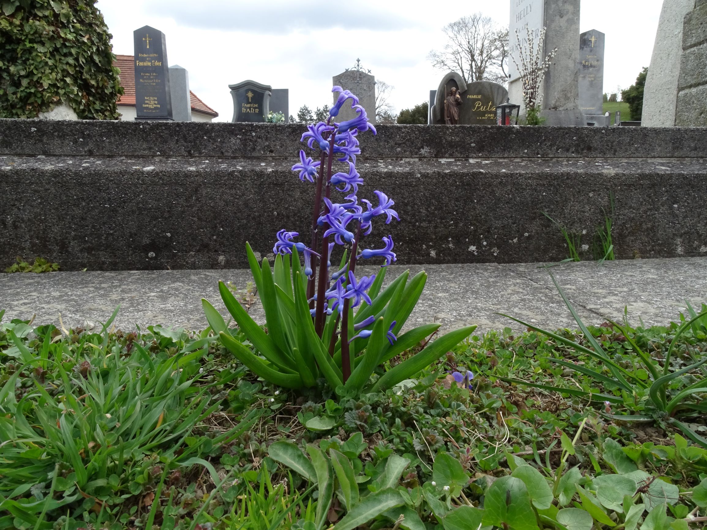 DSC02937 friedhof hainburg, 2021-04-06, hyacinthus orientalis etc.JPG