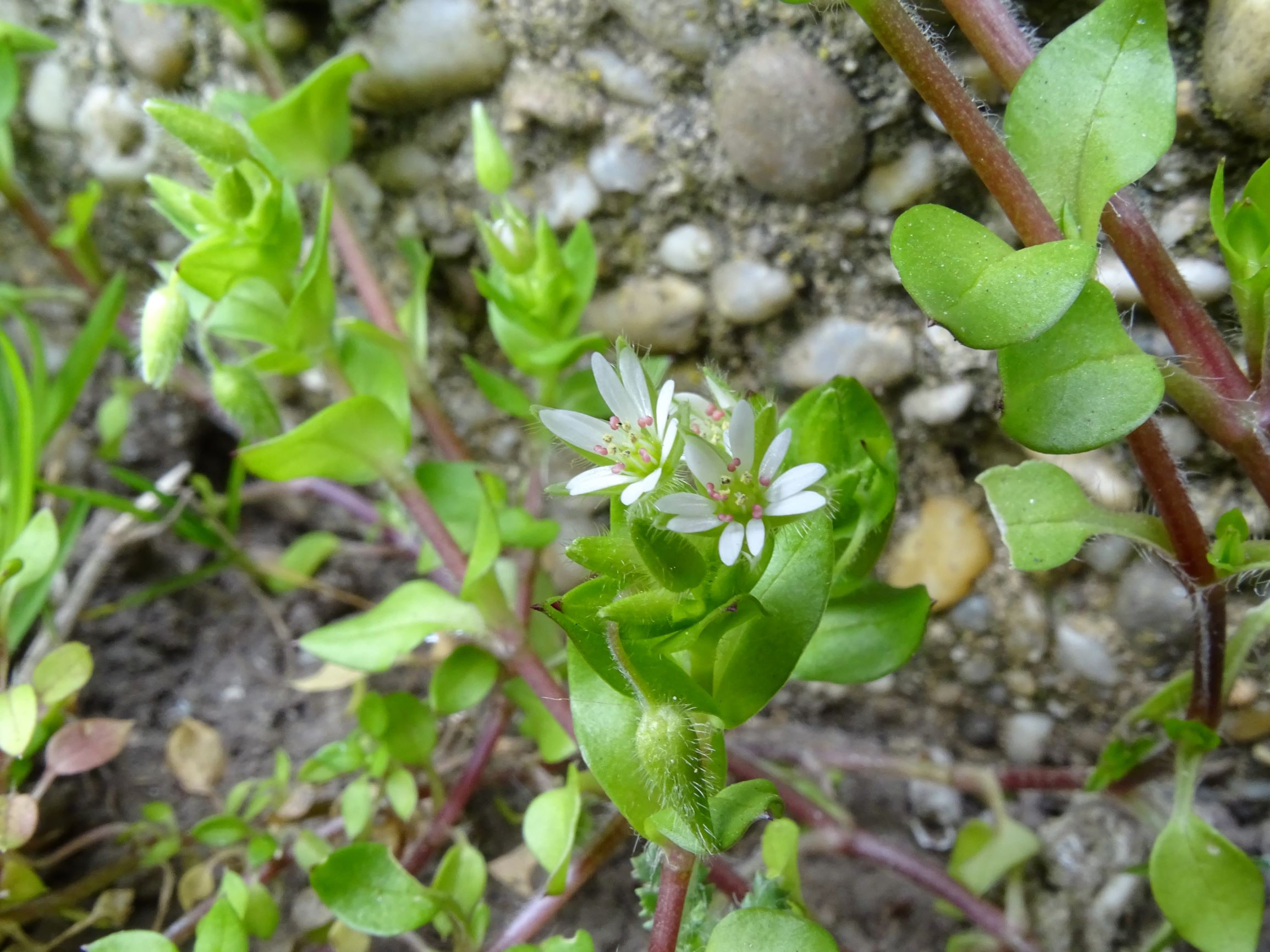 DSC02951 friedhof hainburg, 2021-04-06, stellaria cf. ruderalis (evtl. neglecta).JPG