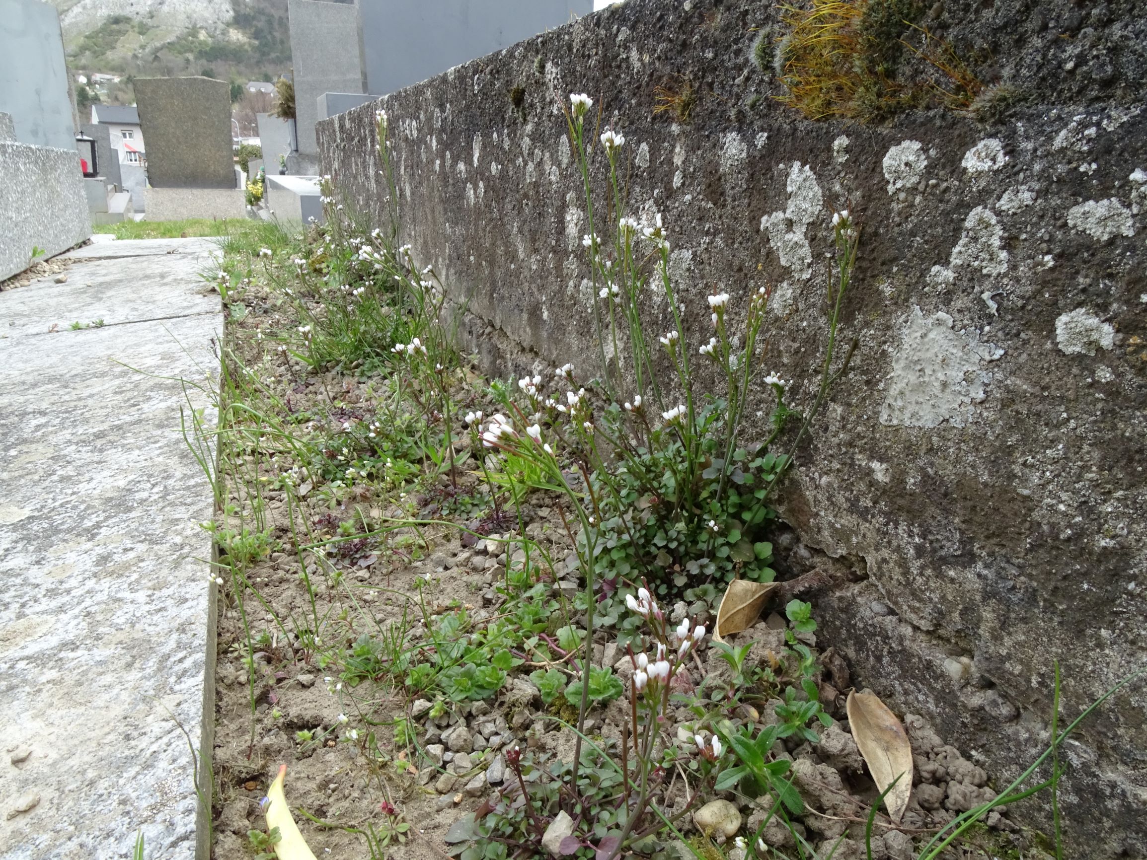 DSC02975 friedhof hainburg, 2021-04-06, cardamine hirsuta.JPG