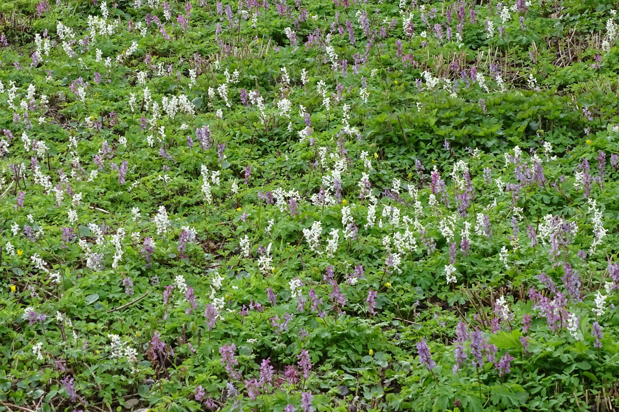 DSC02990 friedhof hainburg, 2021-04-06, corydalis cava.JPG