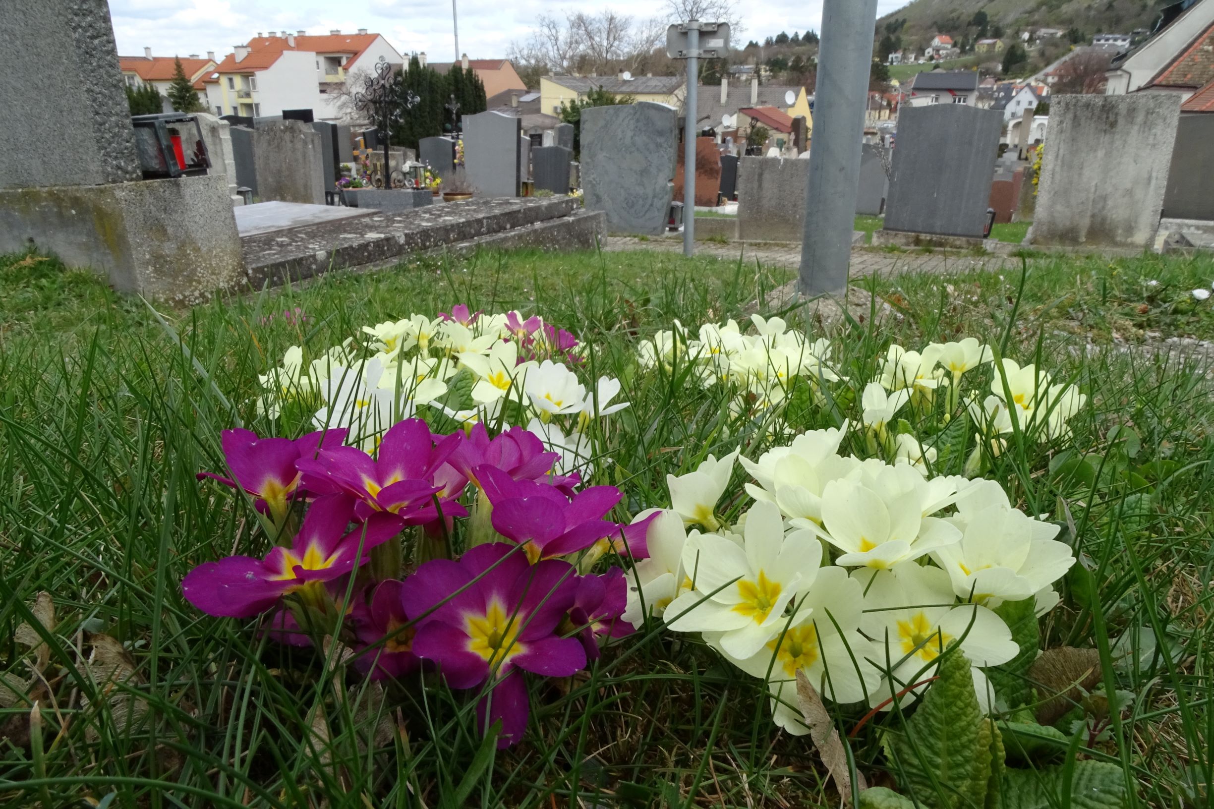 DSC03002 friedhof hainburg, 2021-04-06, primula vulgaris+farbvarianten.JPG