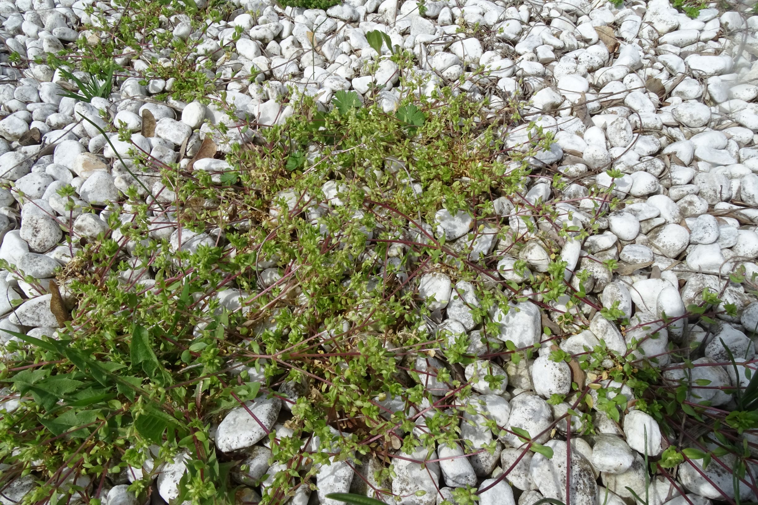 DSC03081 friedhof hainburg, 2021-04-06, stellaria pallida.JPG