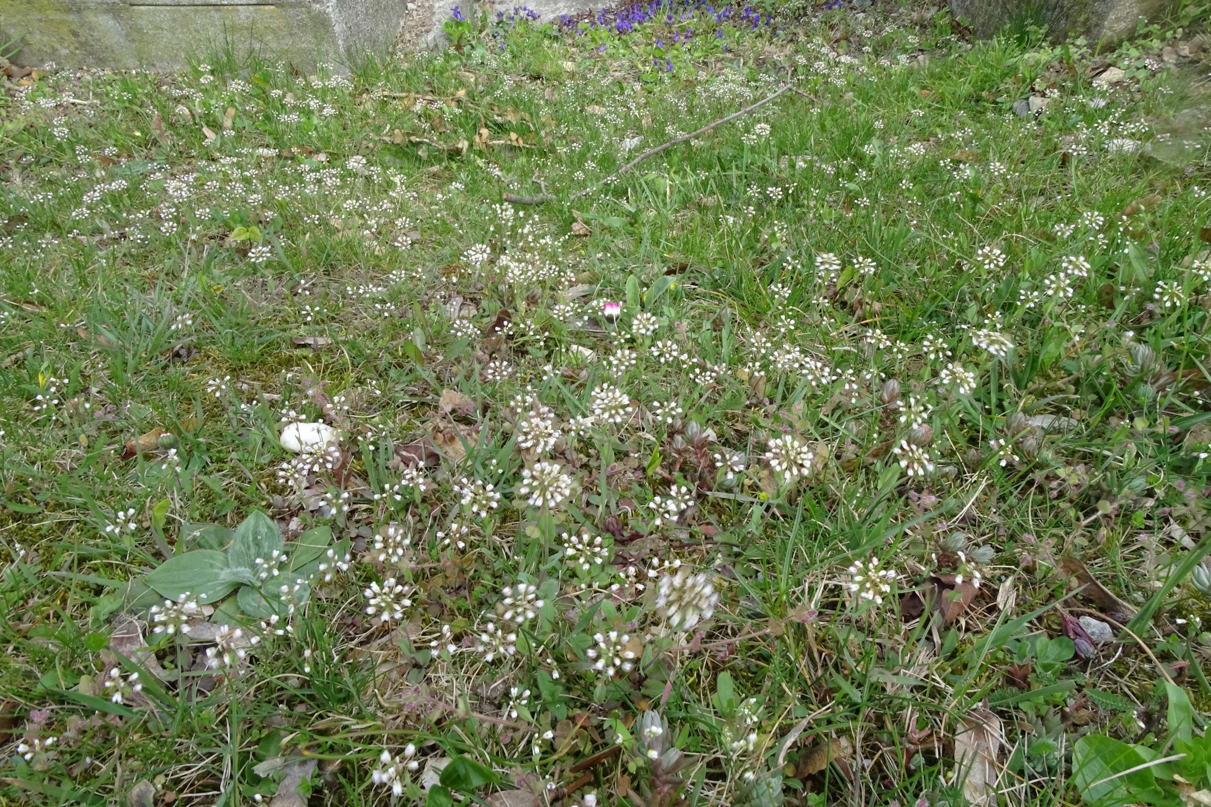 DSC03104 friedhof hainburg, 2021-04-06, microthlaspi perfoliatum etc.JPG