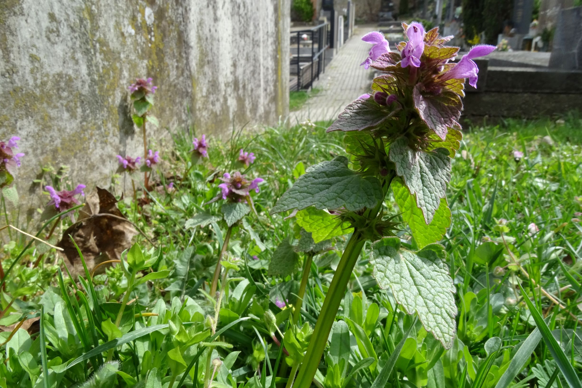 DSC03107 friedhof hainburg, 2021-04-06, lamium purpureum etc.JPG