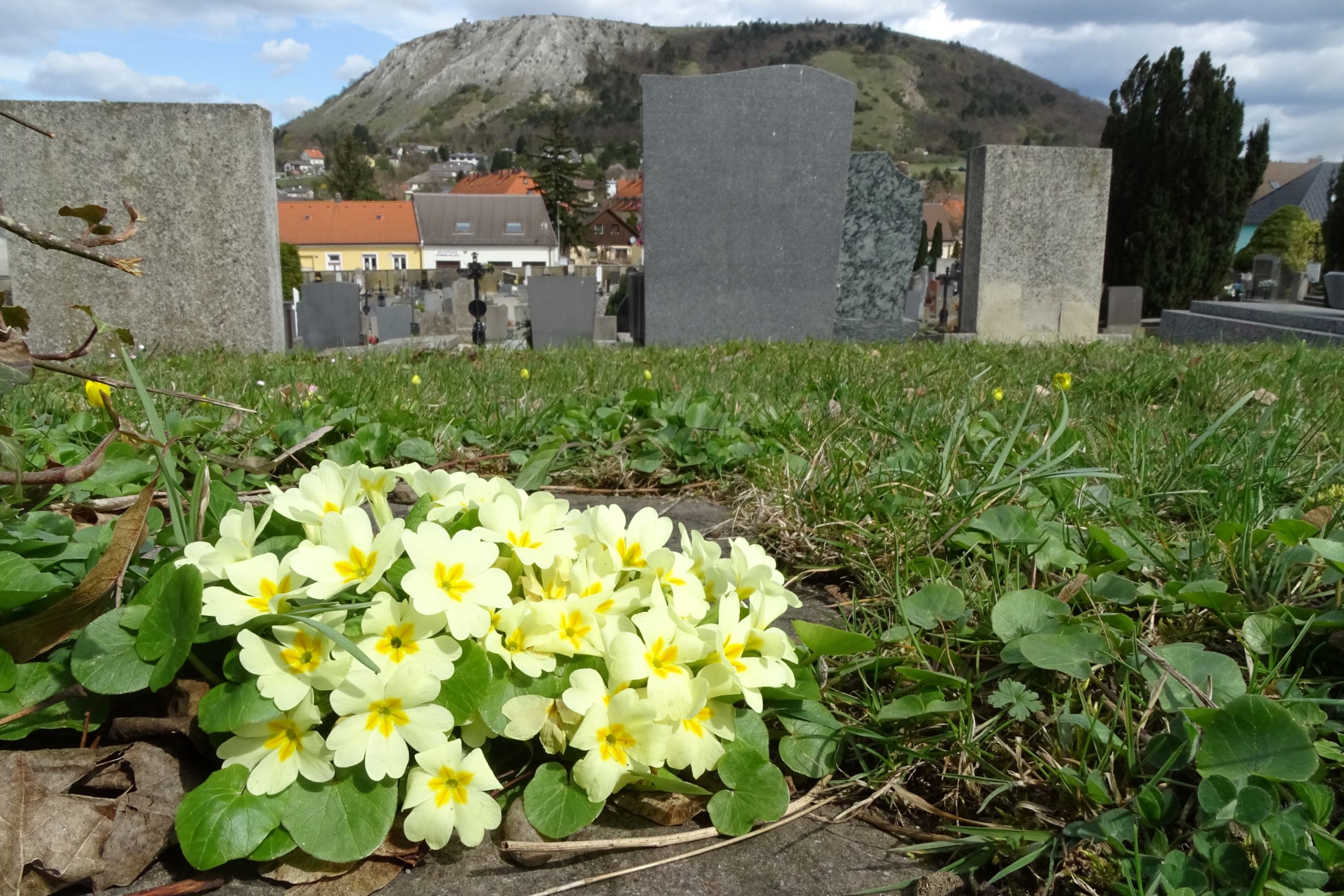 DSC03109 (2) friedhof hainburg, 2021-04-06, primula vulgaris etc.JPG