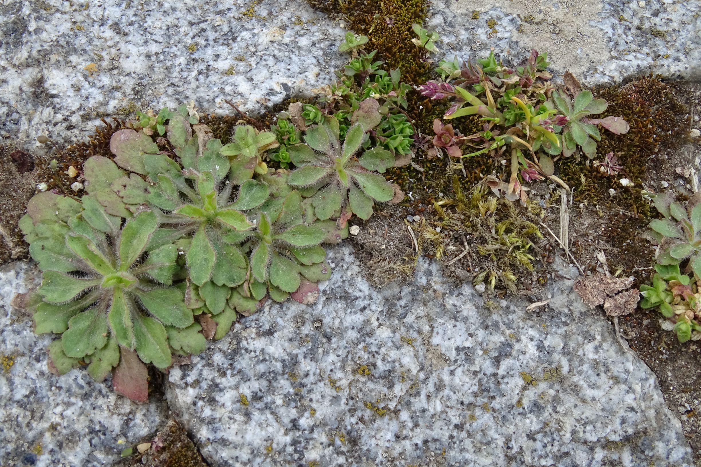 DSC03129 friedhof hainburg, 2021-04-06, erigeron sp., poa annua. arenaria serpyllifolia.JPG