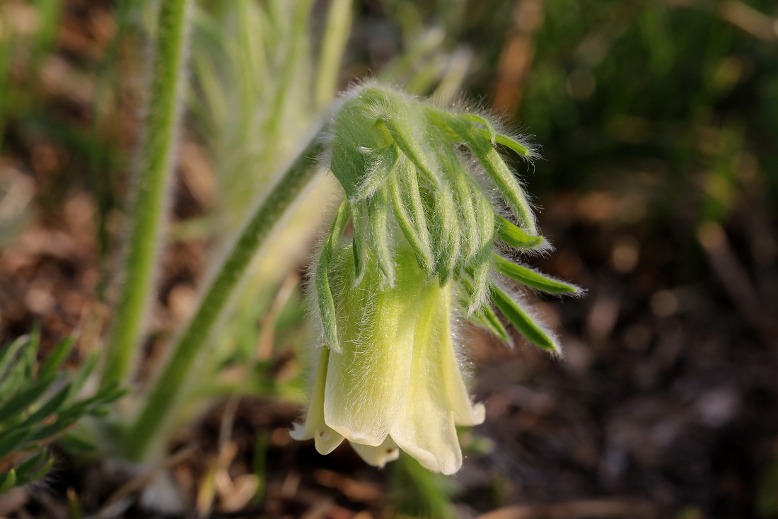 Pulsatilla.pratensis.ssp.nigricans.fo.hungarica.B-Siegendorf 25.04.2013.Foto Gertrud Tritthart.JPG