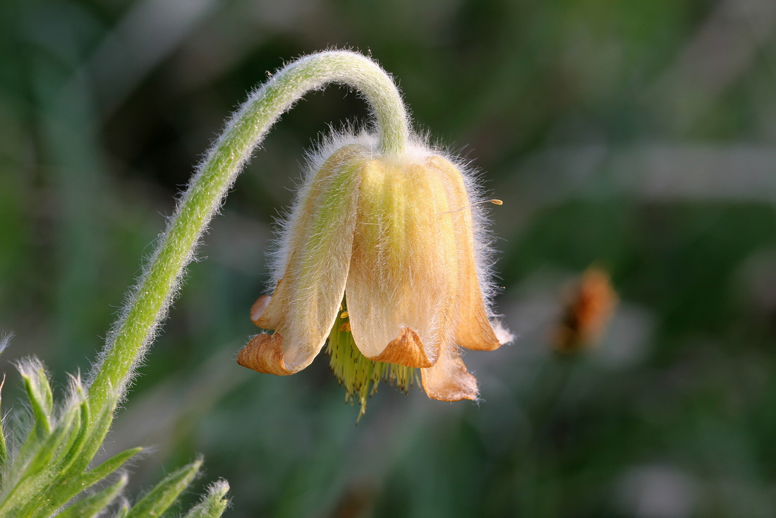 Pulsatilla.pratensis.ssp.nigricans.fo.hungarica.B-Siegendorf 25.04.2013 .Foto Gertrud Tritthart.JPG