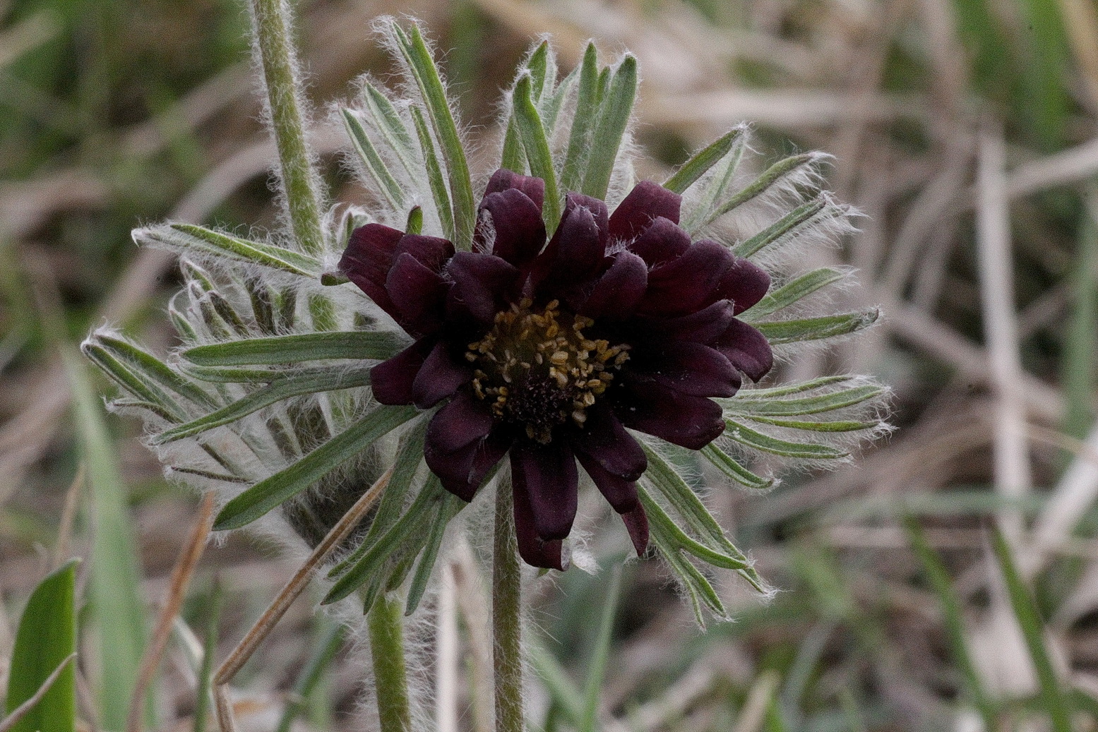 Pulsatilla.pratensis.ssp.nigricans.fo.pleniflora.B-Siegendorfer H.20.04.13.Foto Dietmar Jakely.JPG