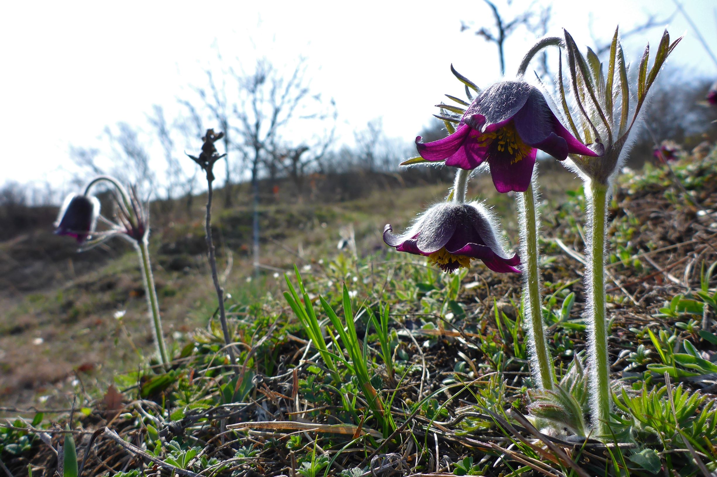 P1200131 pulsatilla pratensis, purbacher heide, 2017-03-25.JPG