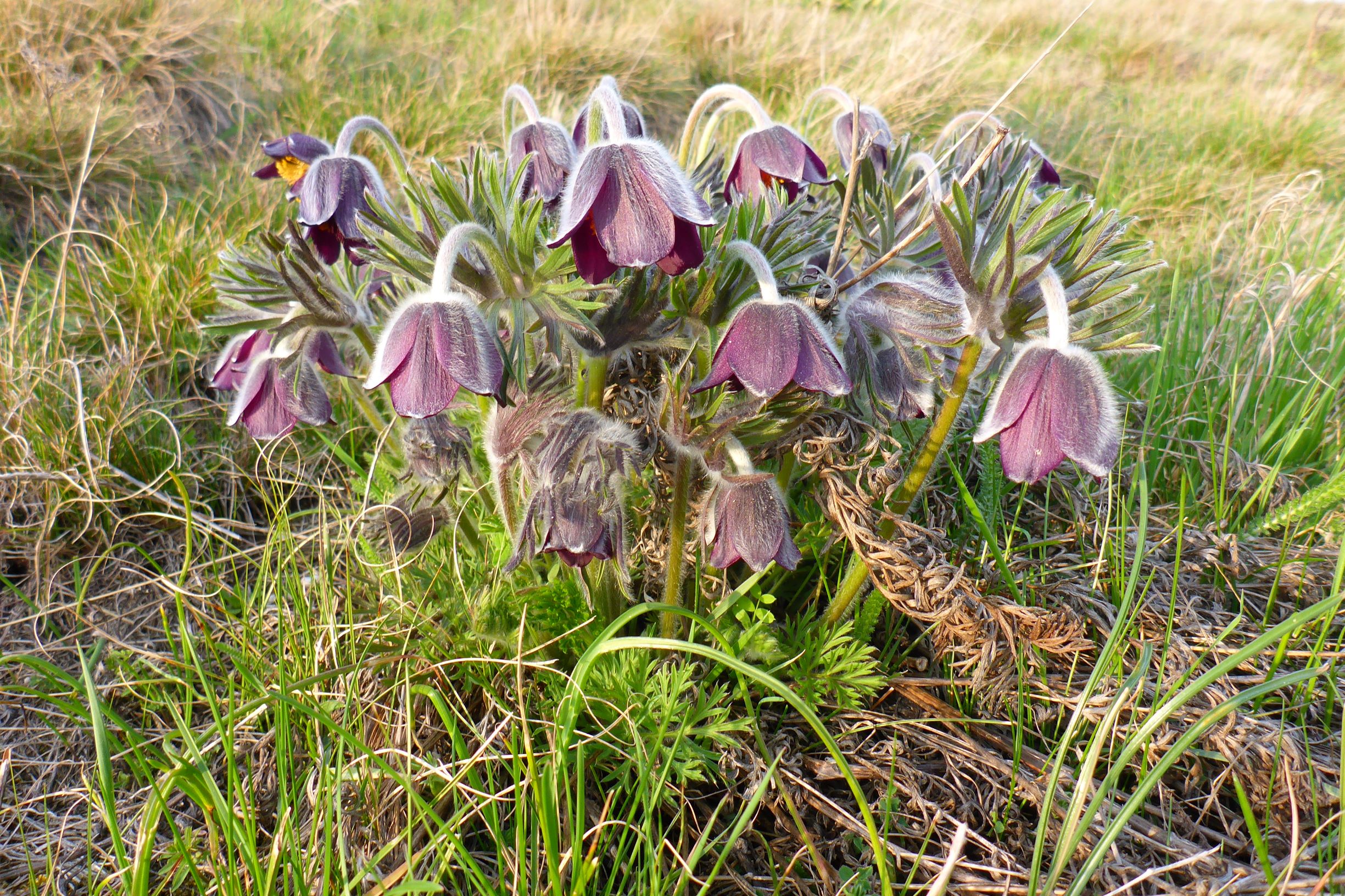 P1200341 pulsatilla pratensis, purbacher heide, 2017-03-25.JPG